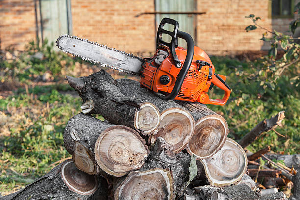 Reliable Richlands, VA Tree Service Solutions